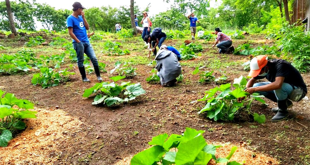 UNICAM Nueva Guinea: Emprendimientos que transforman las comunidades