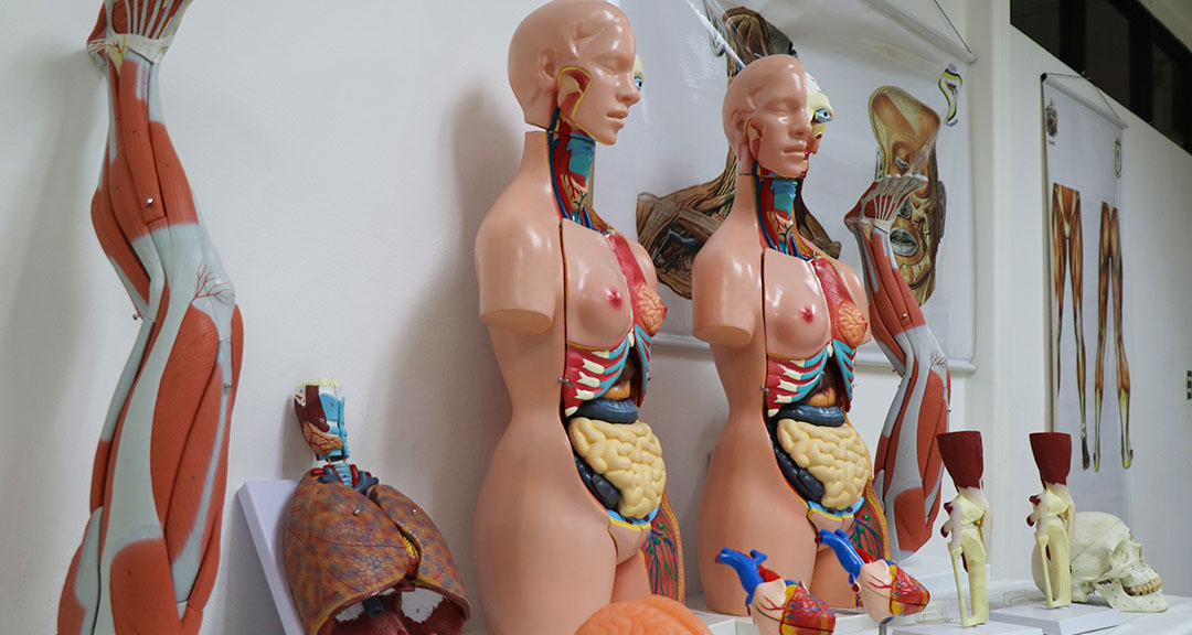 Simuladores médicos