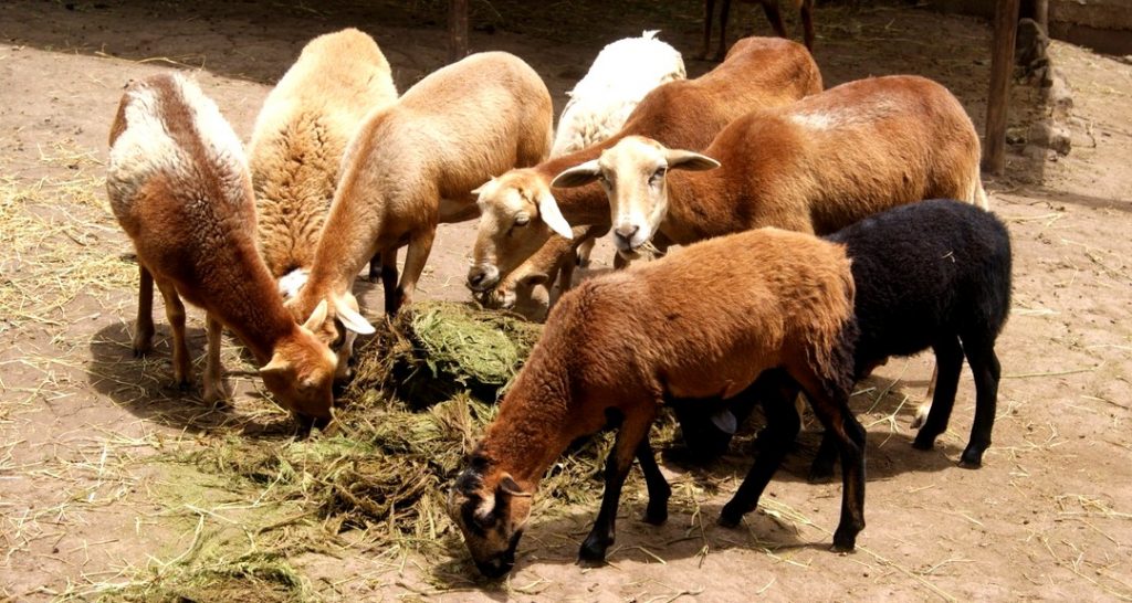 Estudian preferencias de consumo alimenticio del ganado bovino, ovino, caprino y venado cola blanca