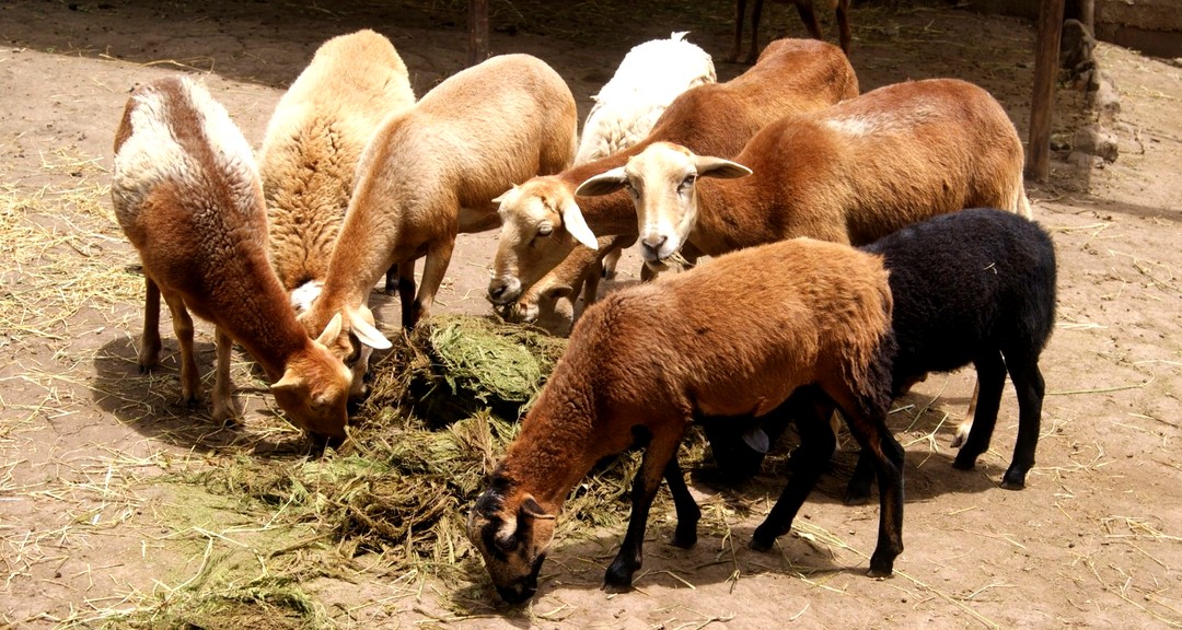 Estudian preferencias de consumo alimenticio del ganado bovino, ovino, caprino y venado cola blanca