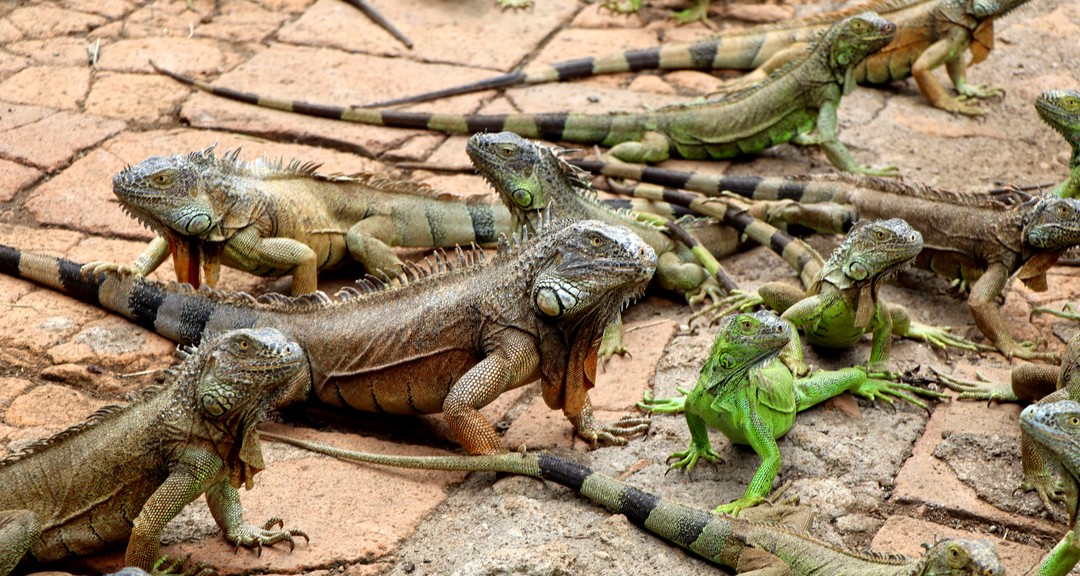 Zoocriadero de la UNAN-Managua, un referente de educación ambiental y conservación de la iguana verde