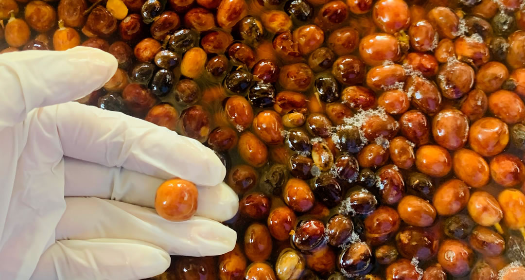 Agregación de valor, estrategia clave para el desarrollo sostenible y diversificación del sector agroindustrial nicaragüense