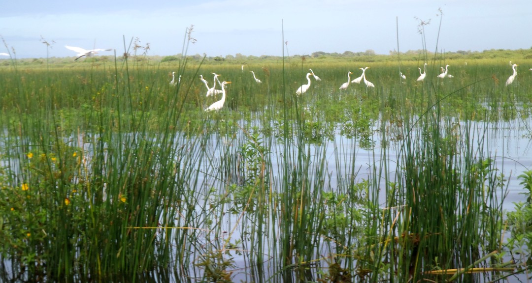 AVES EN PASO PANALOYA ENTRANDO HACIA TISMA_1.JPG