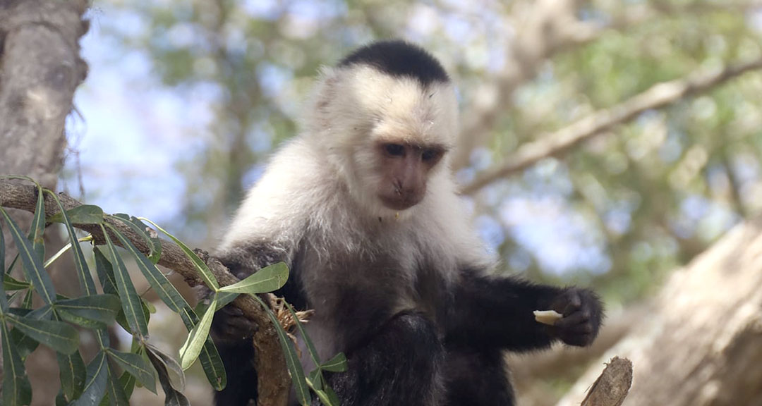 Fauna de la Reserva Silvestre Privada Estación Biológica Francisco Guzmán Pasos UNAN-Managua.