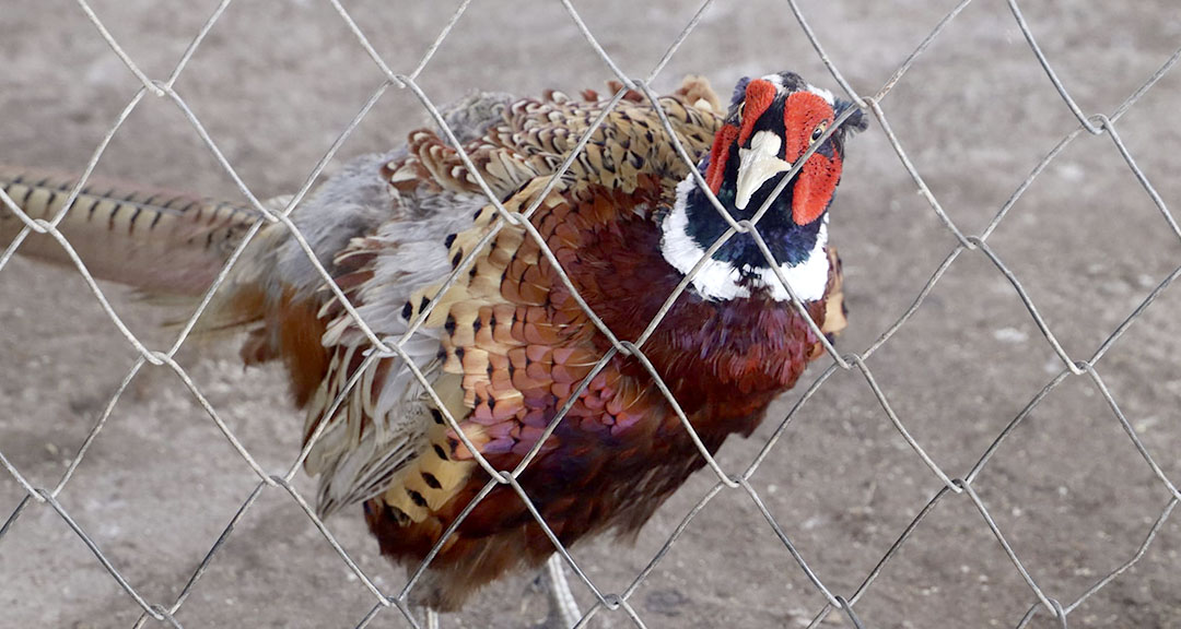 Fauna de la Reserva Silvestre Privada Estación Biológica Francisco Guzmán Pasos UNAN-Managua.