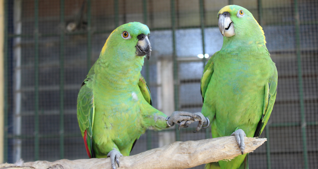 El pasado 15 de septiembre se liberaron más de cincuentaicinco loras en la reserva natural El Delta, del Estéreo Real