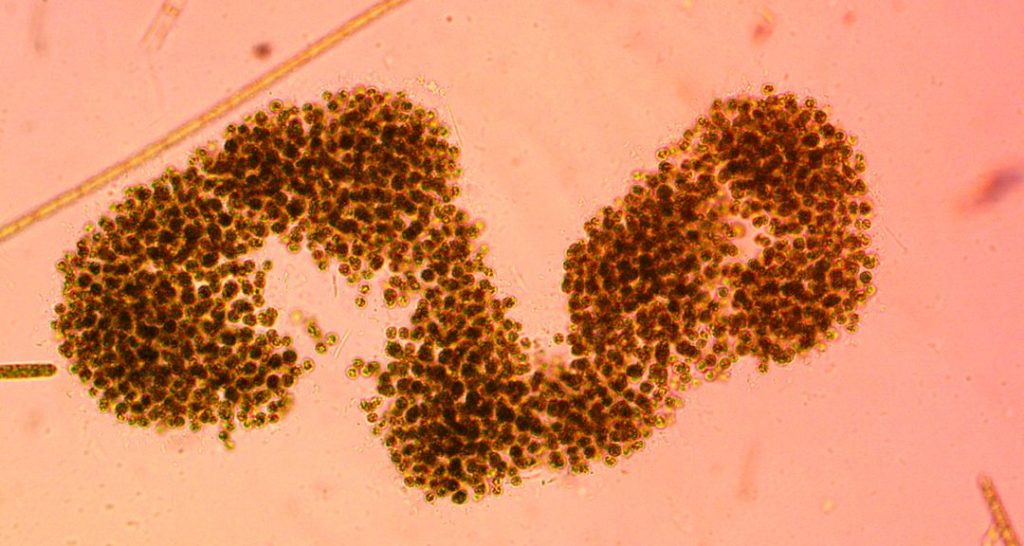 Fitoplancton: el motor invisible de los ecosistemas acuáticos 