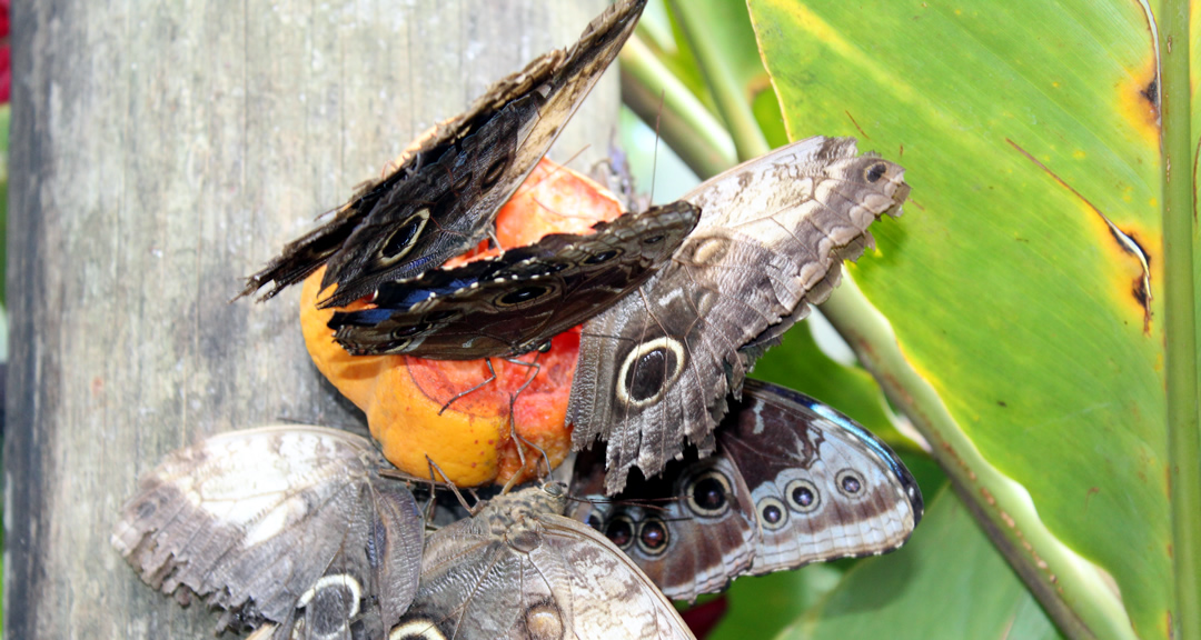 Especies que alberga el Zoológico Nacional.