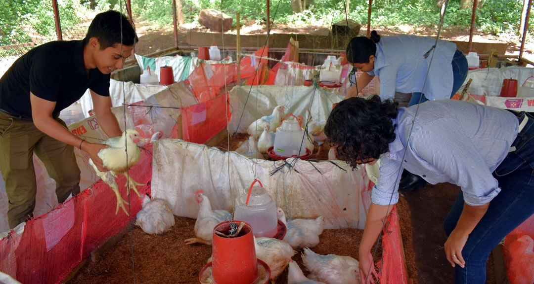 Investigaciones de campo en educación superior promovidas por el Gobierno Sandinista