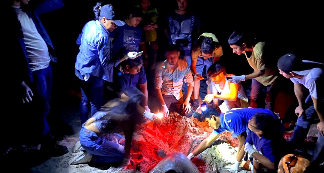 Voluntariado universitario y conservación de especies: Una estrategia educativa para la sostenibilidad