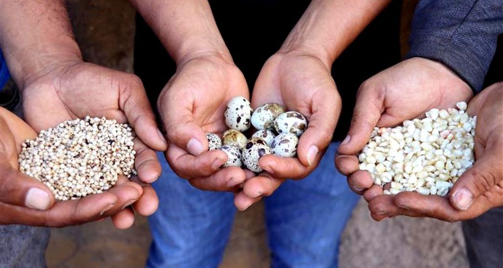 Estudiantes de UNICAM impulsan producción de huevos de codorniz en Carazo