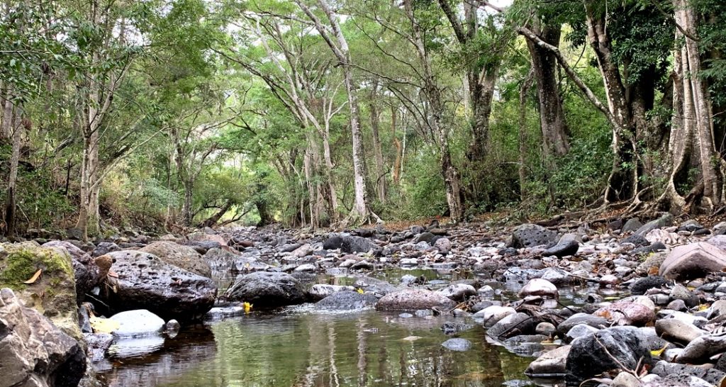 Investigaciones aportan al conocimiento de los bosques neotropicales en el norte de Nicaragua