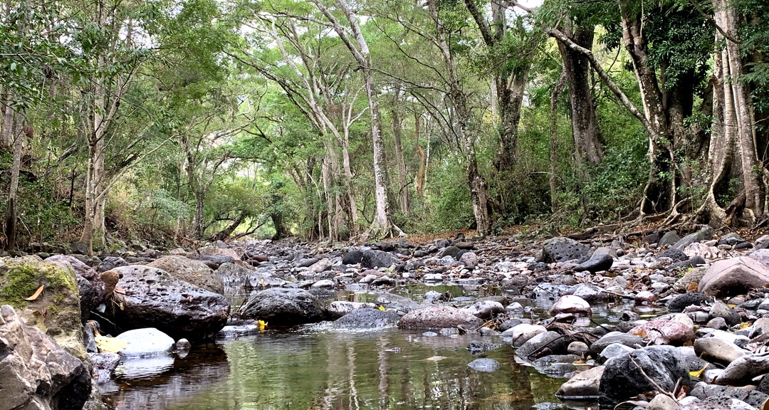 Investigaciones aportan al conocimiento de los bosques neotropicales en el norte de Nicaragua