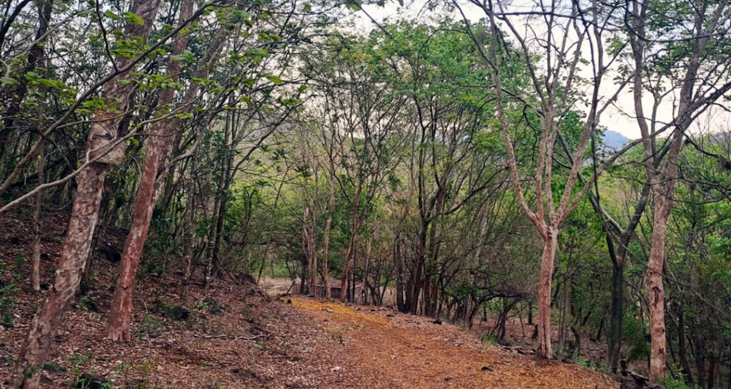Arboretos Felipe Urrutia y Michiguiste, espacios para la promoción y conservación de las especies forestales