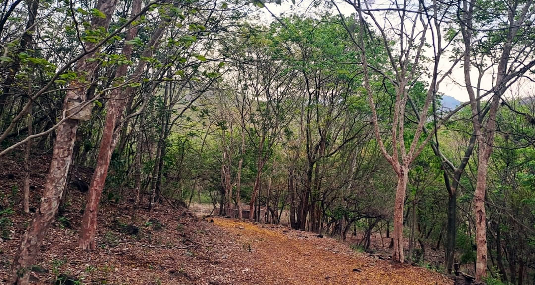 Arboretos Felipe Urrutia y Michiguiste, espacios para la promoción y conservación de las especies forestales