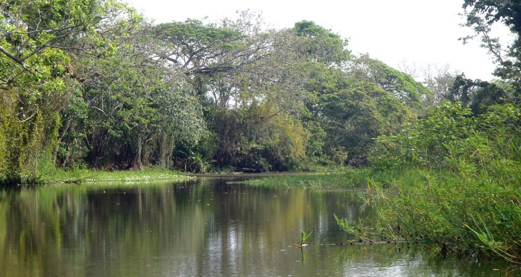 Humedales: ecosistemas esenciales en el equilibrio ecológico y la subsistencia humana