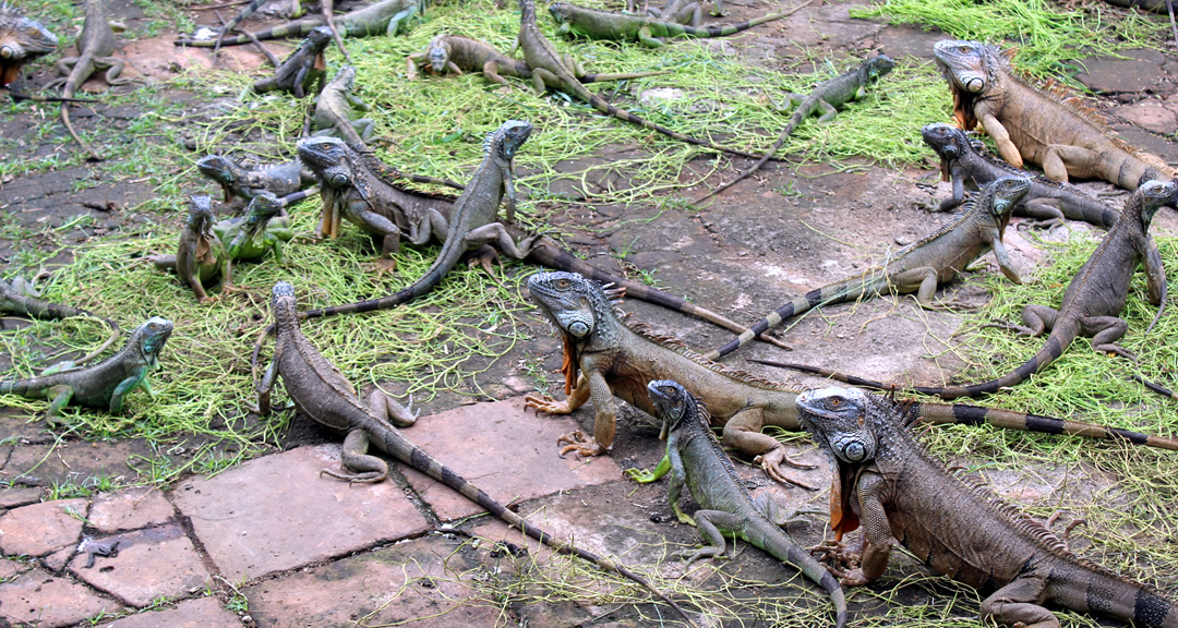 Zoocriadero de iguanas en la UNAN-Managua.