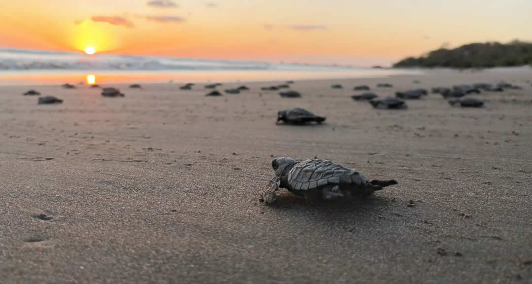 Tortugas Marinas: acciones de la academia en pro de su protección y conservación